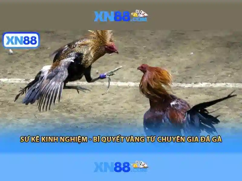 Trải nghiệm người dùng xn88 vip