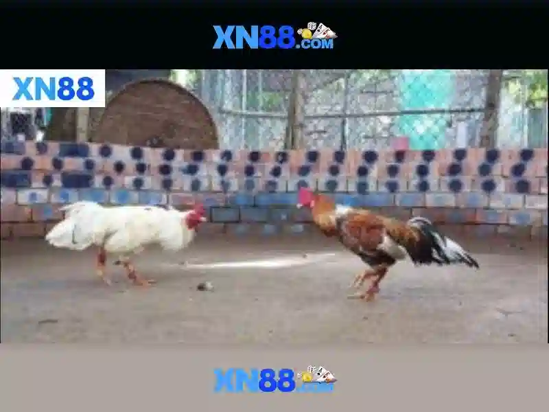 xn88 là gì?