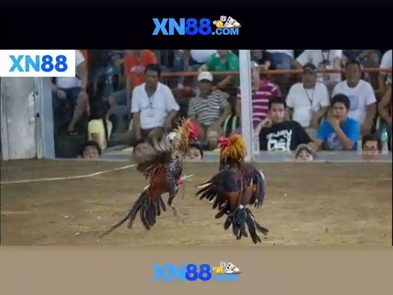 XN88: Tổng quan, tính năng và kinh nghiệm sử dụng