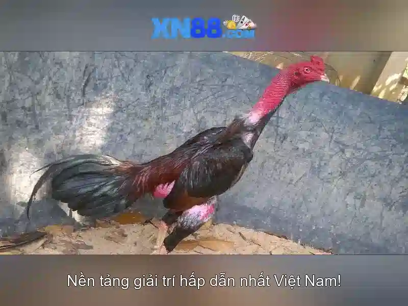 Cách tham gia và lợi ích