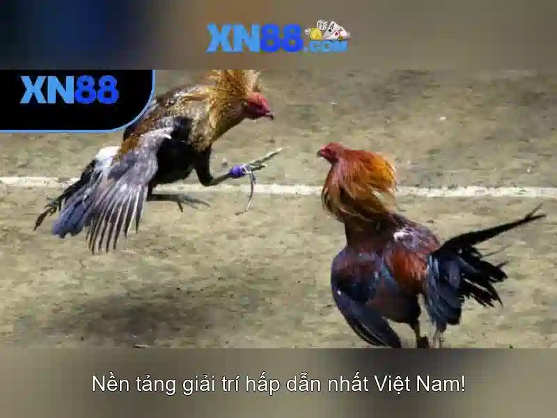 XN88: Nền tảng giải trí trực tuyến và đánh giá toàn diện
