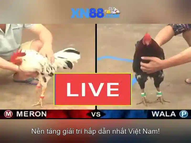 xn88: Tổng quan về nền tảng cá cược